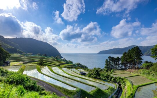 棚田