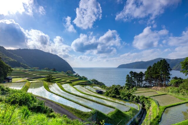 棚田